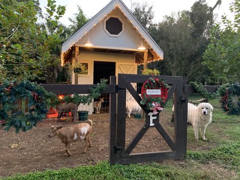 Cottage Goat House, Cute Goat Enclosures, Cute Goat Shed, Backyard Animal Sanctuary, Chicken And Goat House, Great Pyrenees Dog House, Livestock Guardian Dog Shelter, Livestock Guardian Dog House, Goat And Chicken Barn Layout