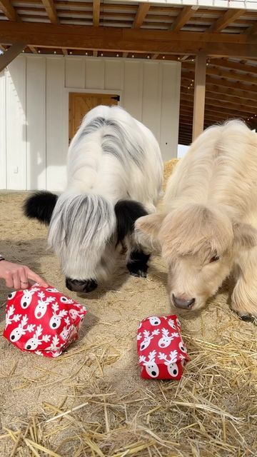 5.5M views · 483K likes | The Husky Fam on Instagram: "Millie & Milo’s first Christmas 😂🎁 #cow #first #christmas" Christmas Instagram, Christmas Cow, December 27, The Cow, Cute Cows, First Christmas, Husky, Cow, Christmas