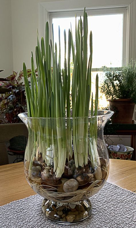 Growing Bulbs Indoors, Tall Clear Vase, Paperwhite Narcissus, Narcissus Bulbs, Cut Garden, Tall Glass Vase, Growing Bulbs, Spring Decorating, Church Flowers