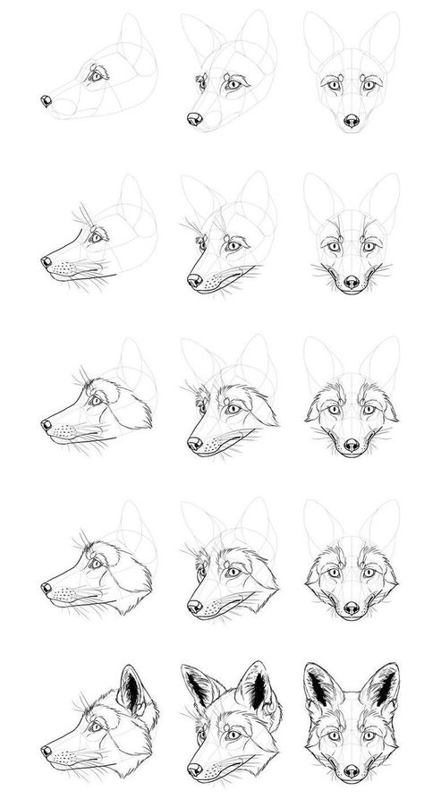 Fox Anatomy Drawing, Fox Drawing Tutorial, Fox Drawing Sketches, Fox Anatomy, Coyote Drawing, Easy Hair Drawings, Fox Sketch, Animal Infographic, Fox Skull