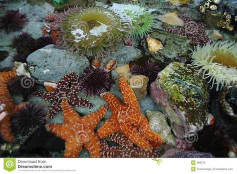 Photo about Sea Animals in Tidepool in Pacific Ocean. Image of animals, spine, animal - 983376 Reading Mermaid, Frog Tank, Tidal Pool, Tide Pool, Pool Art, Mermaid Painting, Ocean Floor, Underwater Creatures, Tide Pools