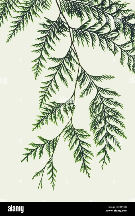 Redwood Branch Tattoo, Western Red Cedar Tattoo, Cedar Tattoo, Western Red Cedar Tree, Red Cedar Tree, Cedar Branch, Cedar Plant, Cedar Leaves, Thuja Plicata