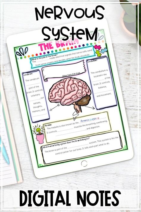 nervous system | digital activity | human body | Review the human body nervous system digital distance learning activity with your grade 4 5 6 students to review the parts and function of the brain, spinal cord, and nerves with your kids. This Google activity is perfect for science centers, extra help, enrichment, science homework, and remote learning home school. #homeschool #humanbody #distancelearning Human Body Nervous System, Science Homeschool, Life Science Activities, Science Homework, Human Body Activities, Middle School Science Classroom, Classroom Science, Biology Resources, Technology Tips