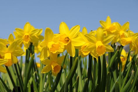 10 Rabbit Repellant Plants | The Family Handyman Daffodils Planting, Easiest Flowers To Grow, Daffodil Day, Comforting Bible Verses, Daffodil Bulbs, Yellow Daffodils, Flower Meanings, Fear Of The Lord, Flowers Perennials