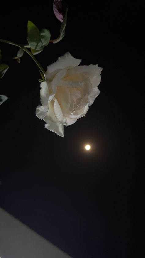 Snap Aesthetic, Rose Flower Photos, Moonlight Photography, Easy Flower Painting, Breakup Picture, Nature Photography Flowers, Best Friends Cartoon, Breathtaking Photography, Birthday Post Instagram