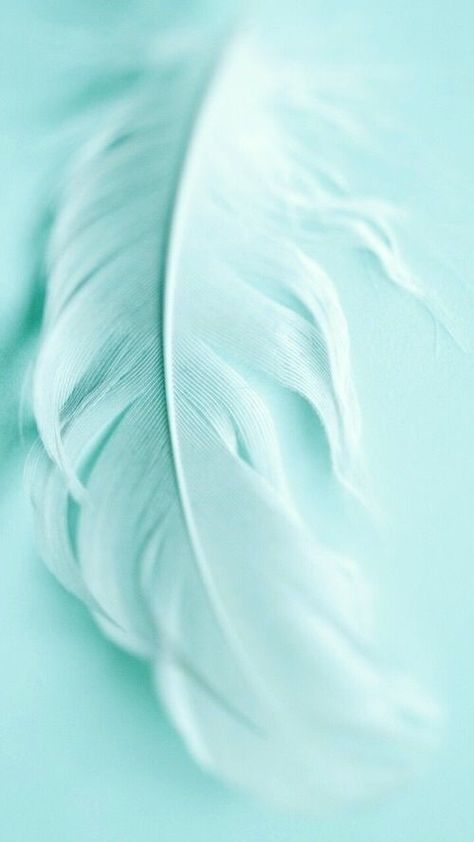 Feathers light turquoise Teal Wallpaper Iphone, Turquoise Aesthetic, Mint Green Wallpaper, Mint Aesthetic, Mint Green Aesthetic, Turquoise Wallpaper, Turquoise Art, Blue Wallpaper Iphone, Azul Tiffany