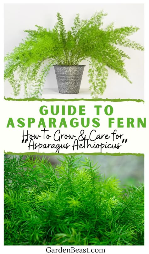 Fern Care Indoor, Fern Propagation, Asparagus Fern Care, Fern Care, Foxtail Fern, Asparagus Plant, Growing Asparagus, Ferns Care, Asparagus Fern