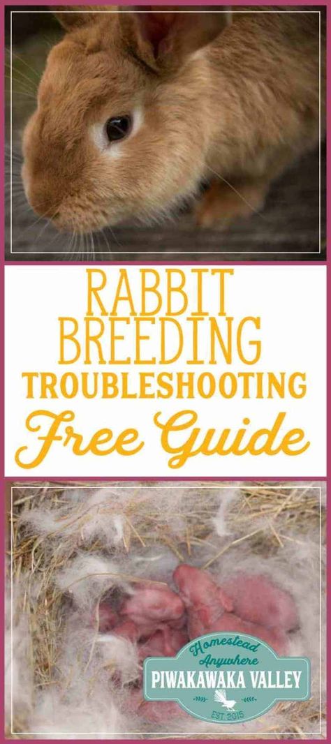 Meat Rabbits Housing, Rabbit Tractor, Meat Rabbits Breeds, Breeding Rabbits, Raising Meat Rabbits, Rabbit Breeding, Rabbits For Meat, Rabbit Recipe, Diy Rabbit Cage