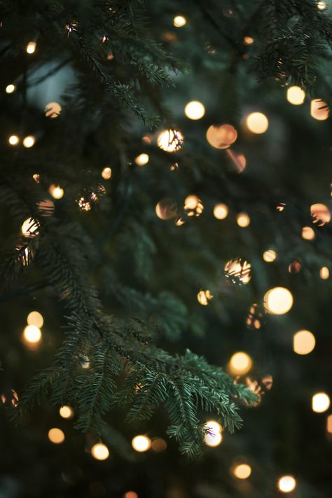 green christmas tree with string lights photo – Free Christmas Image on Unsplash Christmas Images Hd, Free Christmas Backgrounds, Christmas Lights Wallpaper, Christmas Tree Images, Christmas Tree Wallpaper, Christmas Background Images, Christmas Dreaming, Christmas Wallpaper Backgrounds, Xmas Wallpaper