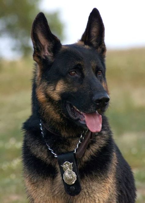 Such a noble looking K9 Police Dog and looking so handsome! #germanshepherd #gsd Shepard Dog, Military Working Dogs, Black German Shepherd, Military Dogs, Animale Rare, Shepherd Dogs, Police Dogs, Shepherd Puppies, German Shepherd Puppies