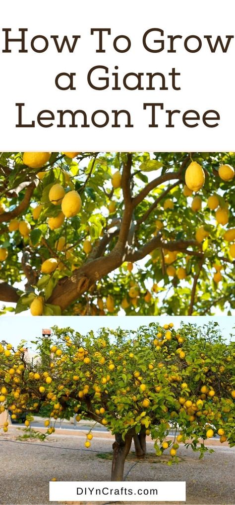 Grow a giant lemon tree truly anywhere when you follow these tips! Everything you need to know to plant, grow, and harvest lemons! Tons of great tips for growing fruit trees in this master gardener tutorial! Lemon Tree Backyard Landscaping, Lemon Tree Garden Landscapes, Lemon Tree Potted, Tree Irrigation, Fig Tree Plant, Growing Lemon Trees, Fruit Tree Garden, Growing Vegetables In Pots, Meyer Lemon Tree