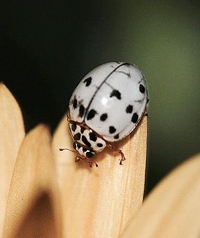 Albino ladybug. Insect Art Projects, White Ladybug, Bioactive Vivarium, Albino Animals, Cool Bugs, Creepy Crawlies, Beautiful Bugs, Insect Art, Arachnids