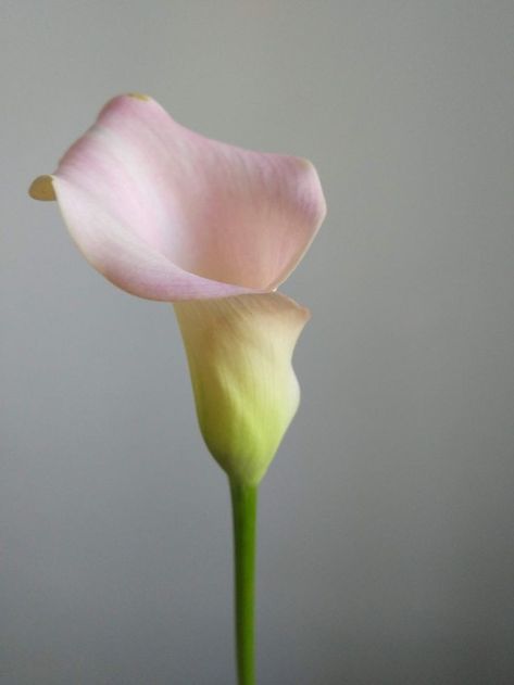 Pink Calla Calla Flower, Pink Calla Lilies, Pink Flowers Wallpaper, Acrylic Painting Flowers, Book Drawing, Different Flowers, Calla Lily, Flower Pictures, Flower Wallpaper