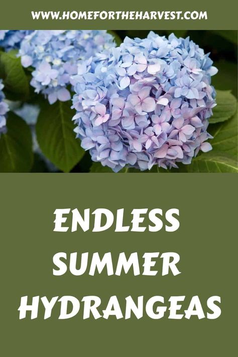 Pruning Endless Summer Hydrangeas, Summer Hydrangea, Big Leaf Hydrangea, Types Of Hydrangeas, Hydrangea Shrub, Hydrangea Varieties, Endless Summer Hydrangea, The Endless Summer, Overwintering