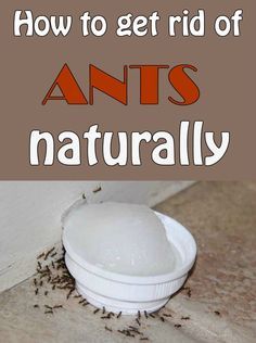 Natural Remedies For Ants, Kill Ants Naturally, Home Remedies For Ants, Ant Remedies, Homemade Ant Killer, Ant Trail, Sugar Ants, Throwing Money, Eclectic Glam