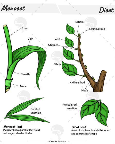 Monocot and dicot comparison. #plant #tree #dicot #monocot #stem #leaf #ptiole #science #biology #54design Monocot And Dicot Plants, Monocots And Dicots, Leaf Parts, Science Materials, Anatomy Education, Plant Biology, Biology Diagrams, Biology Plants, Leaf Structure