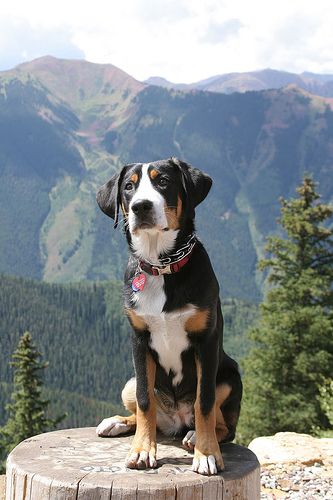 Greater Swiss Mountain Dog... Like a Bernese but less hairy! Only 130 pounds full grown... imagine how much he could carry while backpacking! Great Swiss Mountain Dog, Ras Anjing, Entlebucher Mountain Dog, Greater Swiss Mountain Dog, Swiss Mountain Dogs, Love My Dog, Animale Rare, Charles Darwin, Mountain Dog