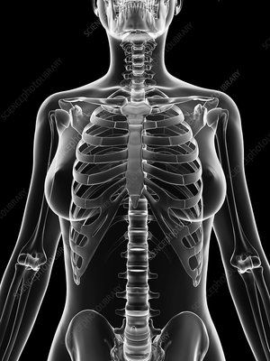 female skeletal system - Search - Science Photo Library Skeletal Structure, Computer Illustration, Female Anatomy Reference, Woman Makeup, Body Study, Library Website, Bone Structure, Exam Day, Skeletal System