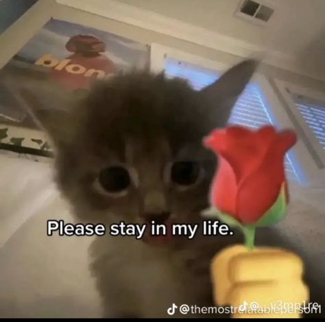 Aesthetic Kitten, Kitten Aesthetic, Funny Looking Cats, Cute Cat Memes, Funny Words To Say, Kitten Lover, Silly Cats Pictures, Cute Texts For Him, Kitten Pictures