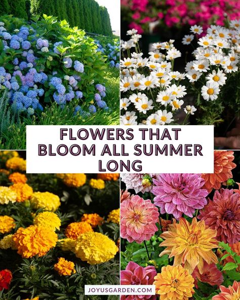 Looking to add some color to your patio, balcony, or garden this summer? Check out our list of the best flowers for pots & containers that will keep your space blooming all season long. You'll find choices for annuals, perennials, & shrubs.  Whether you've got a green thumb or are new to gardening, these blooms are perfect for adding that splash of color & joy to your outdoor areas. Let's make this summer the most vibrant one yet - happy flowering gardening! Summer Flower Garden, Summer Flower Pots, Summer Pots, July Flowers In Season, Perennials That Bloom All Summer, Best Flowers For Pots, June Flowers In Season, Full Sun Container Plants, Summer Blooming Flowers