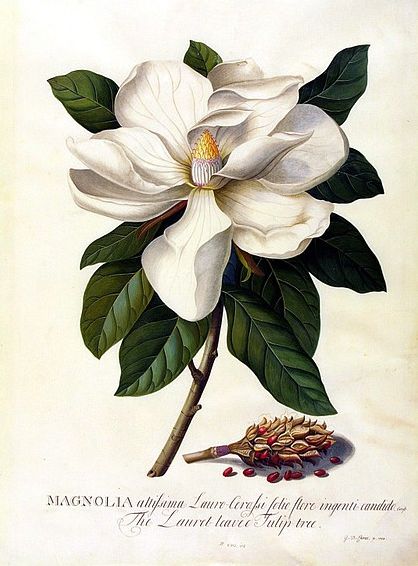 I love these!  I want prints like this to frame for my house...... been looking every where.  Historical botanical illustration of the day Magnolia Blossom, Illustration Botanique, Vintage Botanical Prints, Botanical Painting, Scientific Illustration, Wallpaper Vintage, Art Et Illustration, Botanical Drawings, Art And Illustration