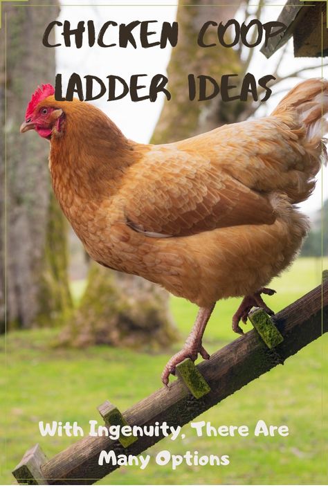 Wondering what can be used as a chicken coop ladder? As it turns out there are many, and lots of them are free or very affordable! Wood, oven racks, and more - see the possibilities in the article. Chicken Ramp Ideas Diy, Chicken Steps For Coop, Ladders For Chicken Coop, Chicken Coop Ladder Diy, Chicken Coop Stairs, Chicken Coop Ladder Ideas, Chicken Ramp Ideas, Chicken Ladder Ideas, Chicken Ramps