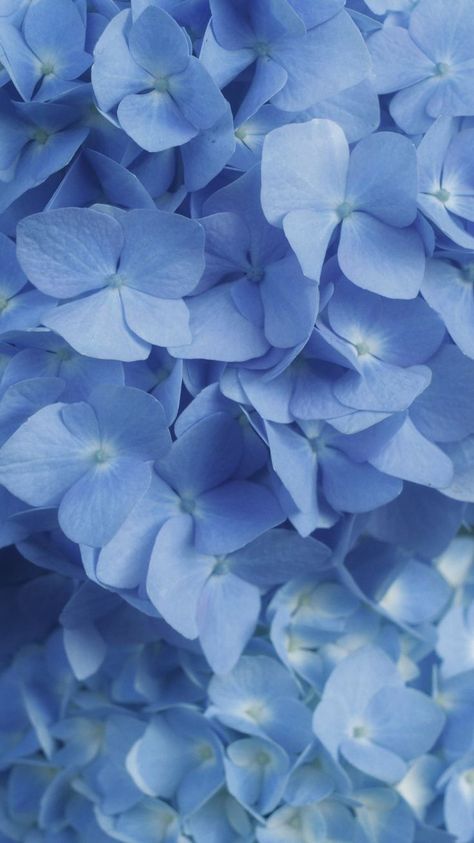 Ed Wallpaper, Photo Bleu, Blue Aesthetic Dark, Blue Hydrangea Flowers, Blue Flower Wallpaper, Cute Blue Wallpaper, Baby Blue Aesthetic, Light Blue Aesthetic, Blue Aesthetic Pastel