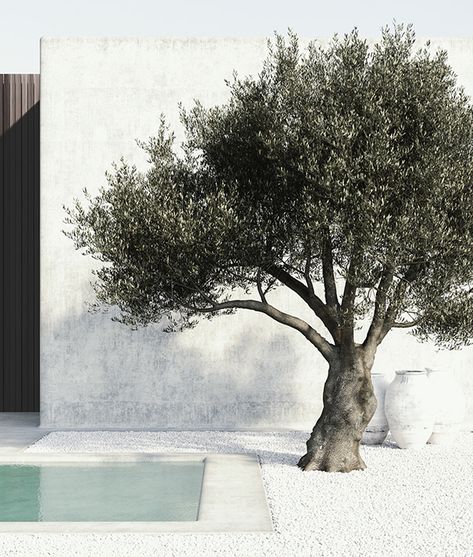 Olive Trees Landscape, Greek Summer, Minimalist Garden, Mediterranean Garden, Summer Mood, Interior Modern, Garden Trees, Landscape Trees, Olive Tree