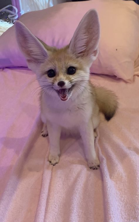 Fennec Fox Pet, Fox Pet, Fennec Fox, Pet Pet, Pet Shop, Fox, Pet, For Sale, Animals