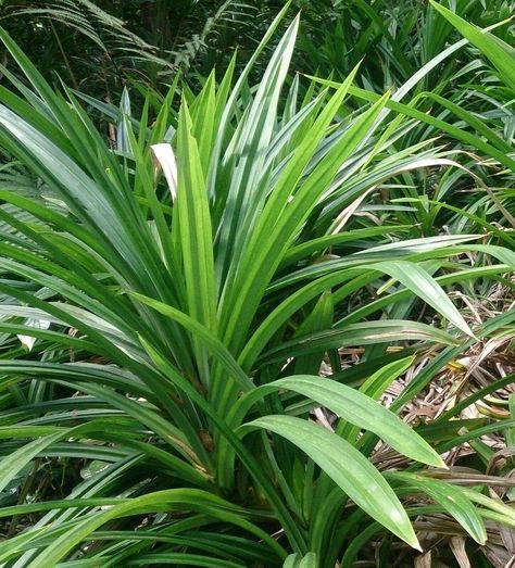 PRICES MAY VARY. 🌱 {Amazing cooking herb}: Pandan leaf - Asian cooking herb. This rare tropical plant is commonly used in Thai and other asian cooking to enhance flavour in foods including rice and cake dishes. 🌱 {Dimensions }: You will get 5-7" Pandanus Amaryllifolius starter plant 🌱 {Easy to grow}: With the right care and attention, you can easily grow a Pandan leaf. Plant in partial shade or filtered sun for best results 🌱 {Nice choice for you}: Fan shaped, narrow leaves make this an exce Small Landscape Trees, Pandan Leaf, Curry Leaf Plant, Herbal Leaves, Pandan Leaves, Origanum Majorana, Daun Pandan, Rosemary Herb, How To Dry Rosemary