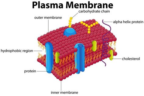 Diagram with plasma membrane Endomembrane System, Cell Membrane Structure, Membran Sel, What Is Cell, Nuclear Membrane, Cell Theory, Prokaryotic Cell, Cell Organelles, Eukaryotic Cell