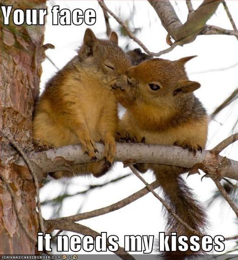 your face...it needs my kisses. awww. cute squirrels! and this sounds like it's being said with a French accent, too. xD Small Animals, E Card, Hamsters, Chipmunks, Street Fighter, Cuteness Overload, Bones Funny, Animals Friends, Potpourri