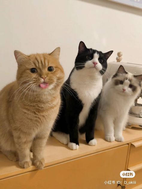 Silly Cats Pictures, Three Cats, Cat Room, Cat Aesthetic, Funny Cute Cats, Orange Cat, Silly Cats, Pretty Cats, Cute Little Animals