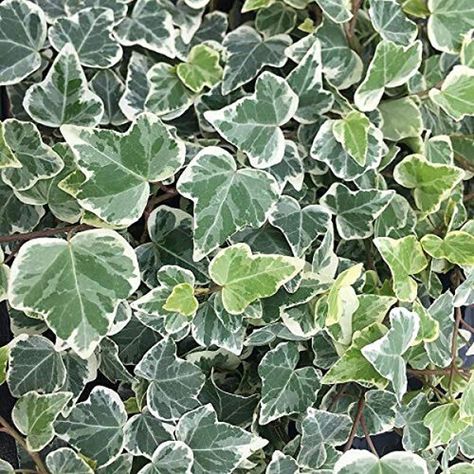 'White Wonder' - Ivy - Hedera helix | Proven Winners Evergreen Climbing Plants, Common Ivy, Hedera Helix, English Ivy, Patio Pots, Ivy Plants, Evergreen Shrubs, Garden Care, Climbing Plants