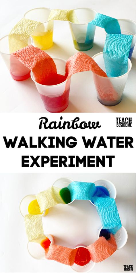 Walking Water Rainbow Experiment, Absorption Science Experiment, Water Absorption Experiment, Walking Water Experiment, Walking Rainbow, Rainbow Experiment, Walking Water, Water Experiments, Science Experiments For Preschoolers