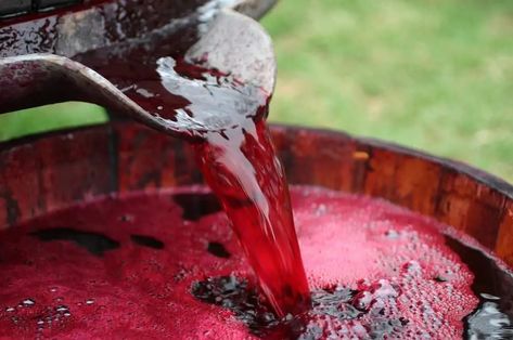 A Delicious Grape Wine Recipe: The Most Popular Wine-Making Fruit - Wine Turtle Grape Wine Recipe, Making Wine From Grapes, How To Make Wine, Homemade Wine Recipes, Apple Wine, Wine Yeast, Wine Making Equipment, Making Wine, Make Your Own Wine