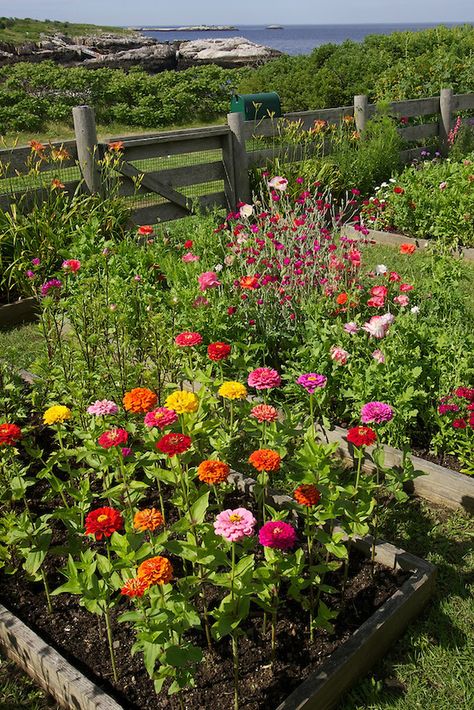 Celia Thaxter's recreated garden on Appledore Island, Isles of Shoals..Photograph by Peter E. Randall Flower Garden Design Ideas, Beautiful Flower Garden, Flower Garden Design, Cut Flower Garden, Have Inspiration, Beautiful Flowers Garden, Garden Design Ideas, Easy Garden, Garden Layout