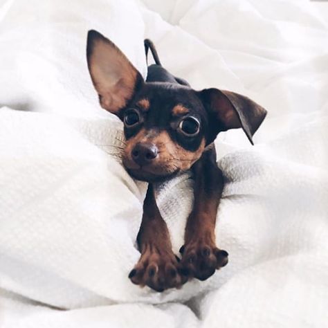 Pincher Dog, Miniature Pinscher Puppy, Psy Chihuahua, Miniature Pinscher Dog, Mini Pinscher, Morning Stretches, Gentle Fawn, Domestic Animals, Cute Dog Pictures