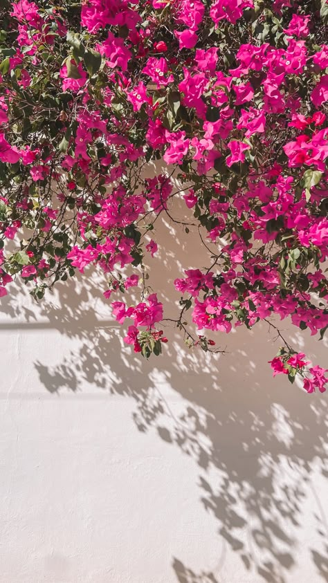 Pink flowers and their hanging over a white wall and their shadows Mexico Iphone Wallpaper, Aesthetic Pictures Of Flowers, Gray Wallpapers, Iphone Wallpapers Aesthetic, Wallpapers Lock Screen, Lock Screen Wallpaper Aesthetic, Spanish Flowers, Aesthetic Lock Screen, Wallpaper Valentines