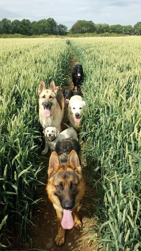 Dog Pack Aesthetic, Pack Of Dogs Aesthetic, Dogs On Farm, Puppy Farm, Lots Of Dogs, Pack Of Dogs, Dog Farm, Therapy Dog Training, 3 Dogs