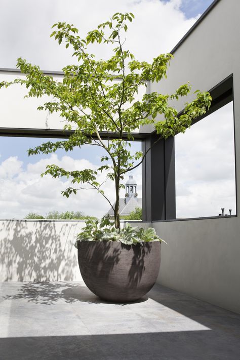 Indoor Potted Trees, Balcony Planting, Indoor Gardening Supplies, Container Garden Design, Potted Plants Outdoor, Large Flower Pots, Indoor Trees, Balcony Plants, Outdoor Pots