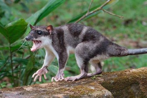 Water Opossum (Chironectes minimus) Also known as the yapok, the water opossum is aspecies of semi-aquatic marsupial found in Mexico and parts of Central and South America. Like most opossums this species does have a pouch, but the pouch is found in both sexes a trait only found in the extinct thylacine. As its name suggests this opossum is mainly aquatic, living near riverbanks and swimming at night to catch fish and crustaceans. They are the only known extant marsupial to live this lifestyle Weird Looking Animals, Weird Birds, Nocturnal Animals, Interesting Animals, Unusual Animals, Rare Animals, Weird Creatures, Weird Animals, Animals Of The World