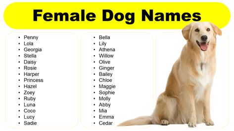 Bringing a new female dog into your life is an exciting time for dog lovers. One of the first decisions you’ll need to make is choosing the perfect female dog names. Your female dog deserves a name that captures her spirit and individuality. A name not only reflects your dog’s individuality but also becomes an �… Female Dog Names in English: Unique, Strong, Stylish, Fancy Read More » Unique Puppies, Cool Female Dog Names, Hunting Dog Names, Black Dog Names, Names Dog, Dog Names Unique, Female Aesthetic, Aesthetic Female, Girl Dog Names