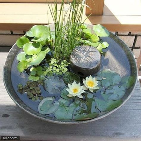 Indoor water garden ideas that fresh your room 33 Google Ideas, Tanaman Air, Small Water Gardens, Decorative Rocks, Container Water Gardens, Patio Pond, Small Patio Decor, Taman Air, Indoor Water Garden