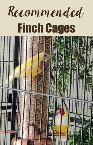 Finch Bird Cage Ideas, Lady Gouldian Finch, Gouldian Finch Aviary, Zebra Finch Cage Ideas, Finch Bird House, Finch Cage, Flight Cage, Gouldian Finch, Zebra Finch