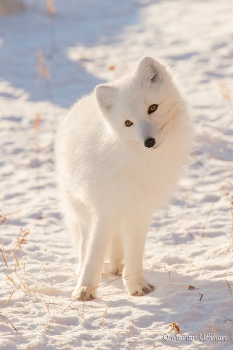 Magnificent Arctic Foxes of Manitoba | Steve and Marian Uffman ... Cutest Animals On Earth, Seal Pup, Fox Pictures, Most Beautiful Animals, Pet Fox, Animal Groups, Winter Animals, Arctic Animals, Arctic Fox