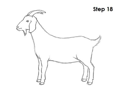 Goat Drawing 18 A Goat Drawing, Goat Sketch Drawings, Goat Pictures Art, How To Draw A Goat, Goat Drawing Sketch, Goat Art Illustration, Goat Drawing Easy, Goats Drawing, Goat Drawings