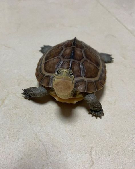 Turtle Pfp, Turtles Aesthetic, Wallpaper Turtle, Turtle Aesthetic, Finish The Drawing, Pet Gift Ideas, Pet Tortoise, Turtle Wallpaper, Turtles