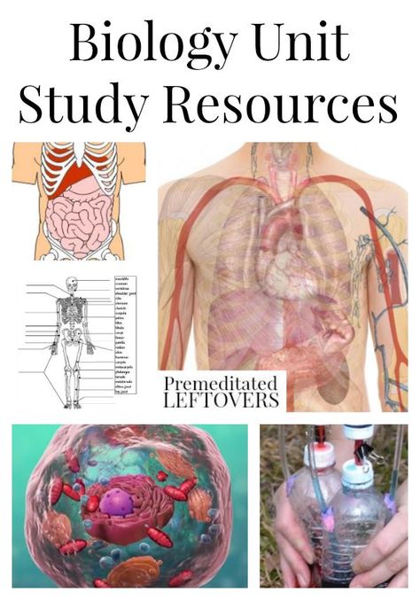 Biology Unit Study Resources including fun human biology lesson plans, body systems simulation projects, biology worksheets and biology videos and clips. Highschool Biology, Homeschool Anatomy, Homeschooling Supplies, Biology Videos, Biology Lesson Plans, Biology For Kids, Life Science Middle School, Biology College, Human Biology