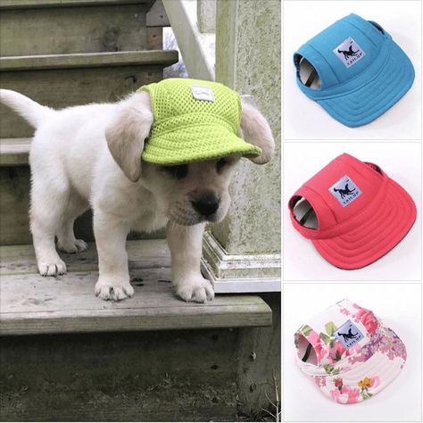 Dogs Eyes, Sporty Dog, Dog Summer, Psy I Szczenięta, Dog Safety, Dog Hat, Sporting Dogs, Diy Dog Stuff, Summer Ready